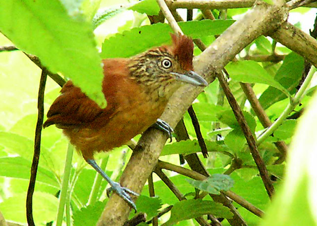 Barred Antshrike (female) - AWNC (Photo by D Larson)