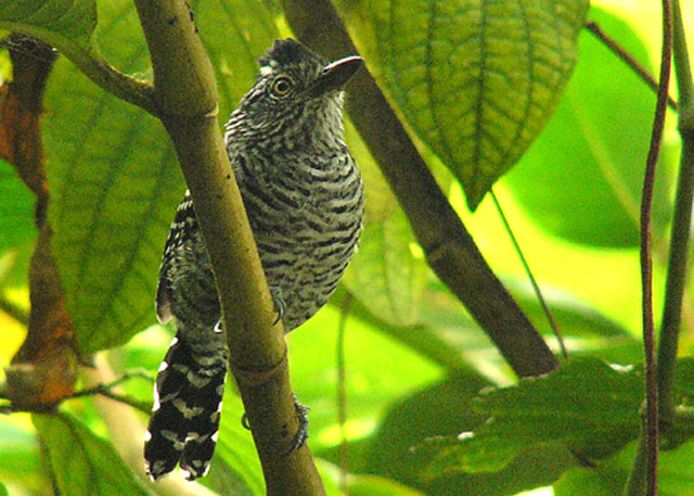 Barred Antshrike - AWNC (Photo by D Larson)