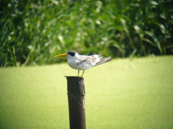 Large-billed Tern - Trincity W W Treatment Plant (Photo by D Larson)