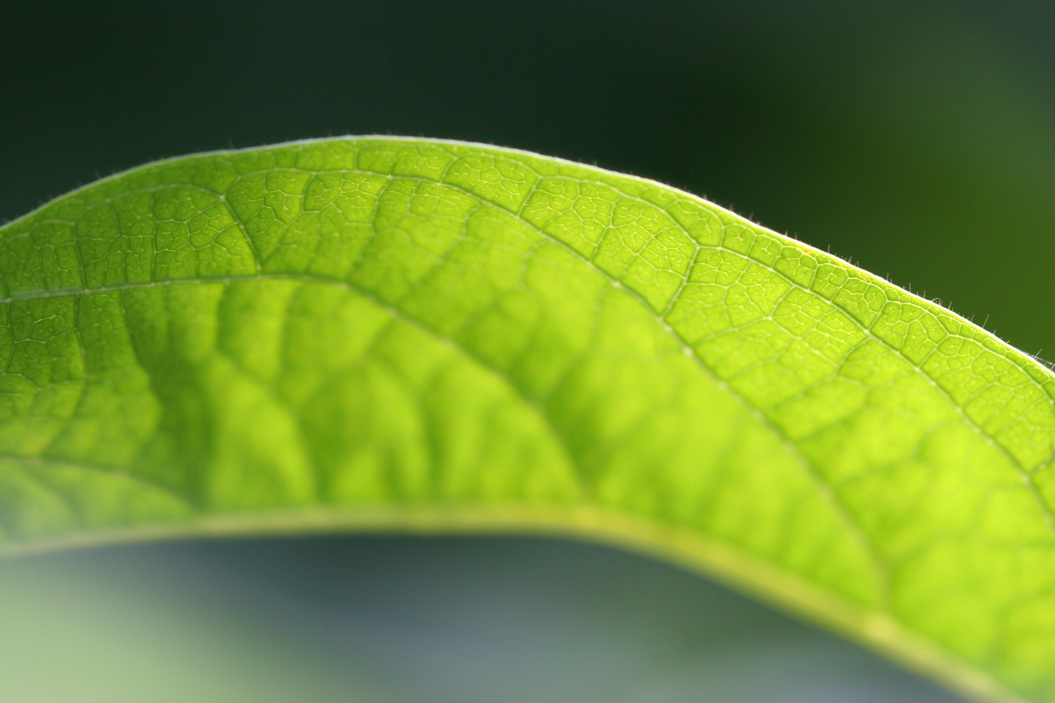 green leaf