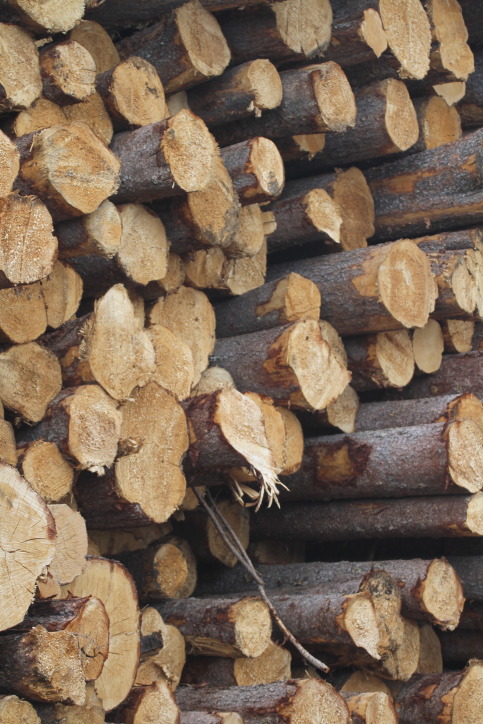 Logging industry Grand Cache AB (6).JPG