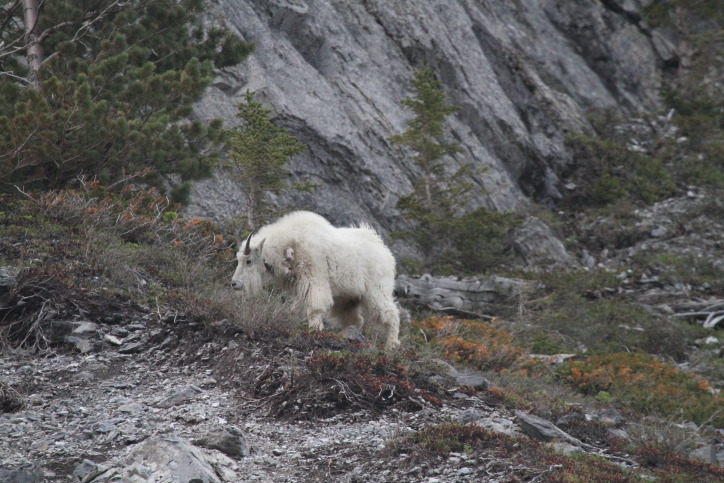 Mountain Goat Abraham Alke AB.JPG