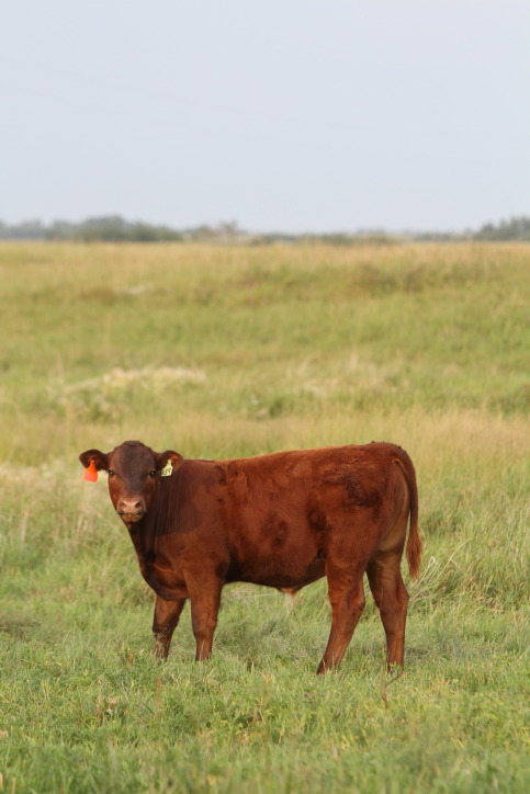 a bull calf.JPG