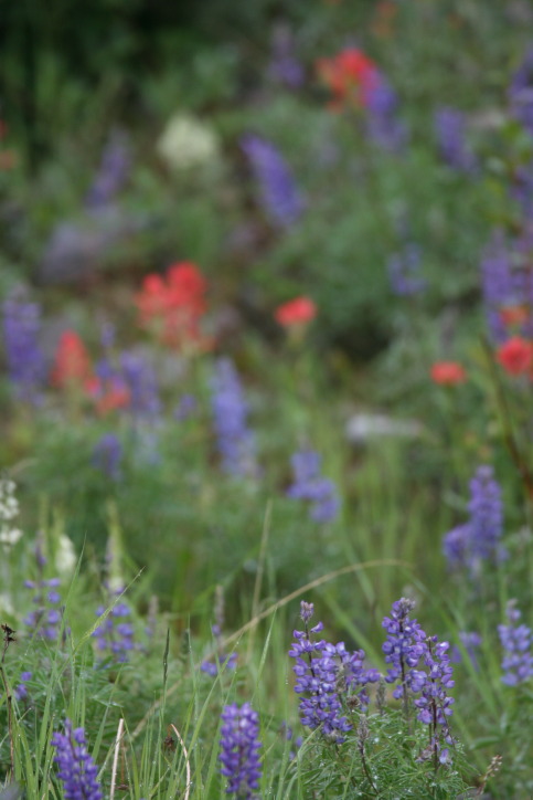alpine flowers Longview AB.JPG