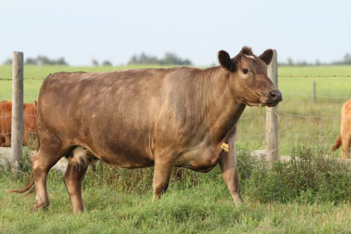 cow Daysland.JPG