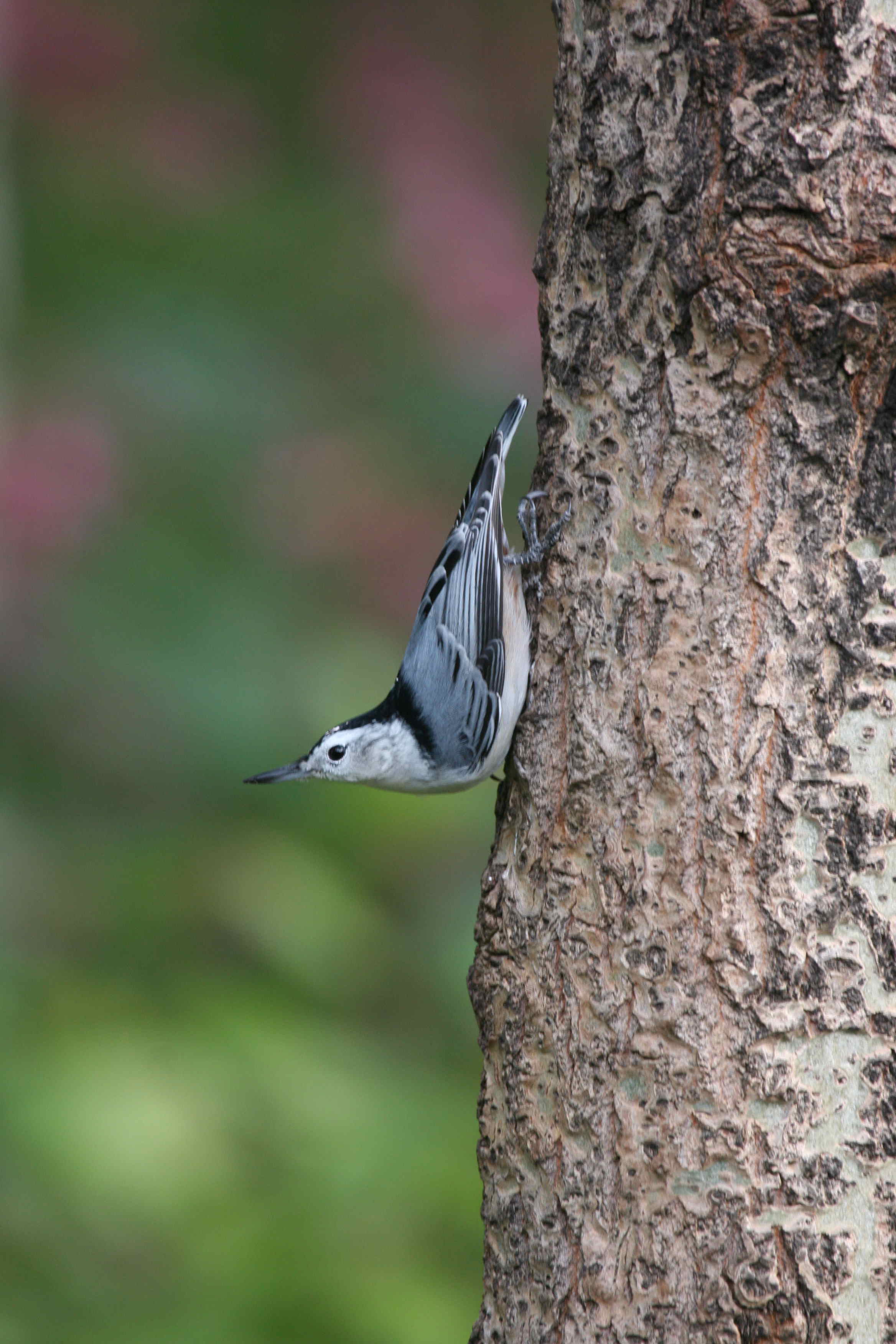 nuthatch