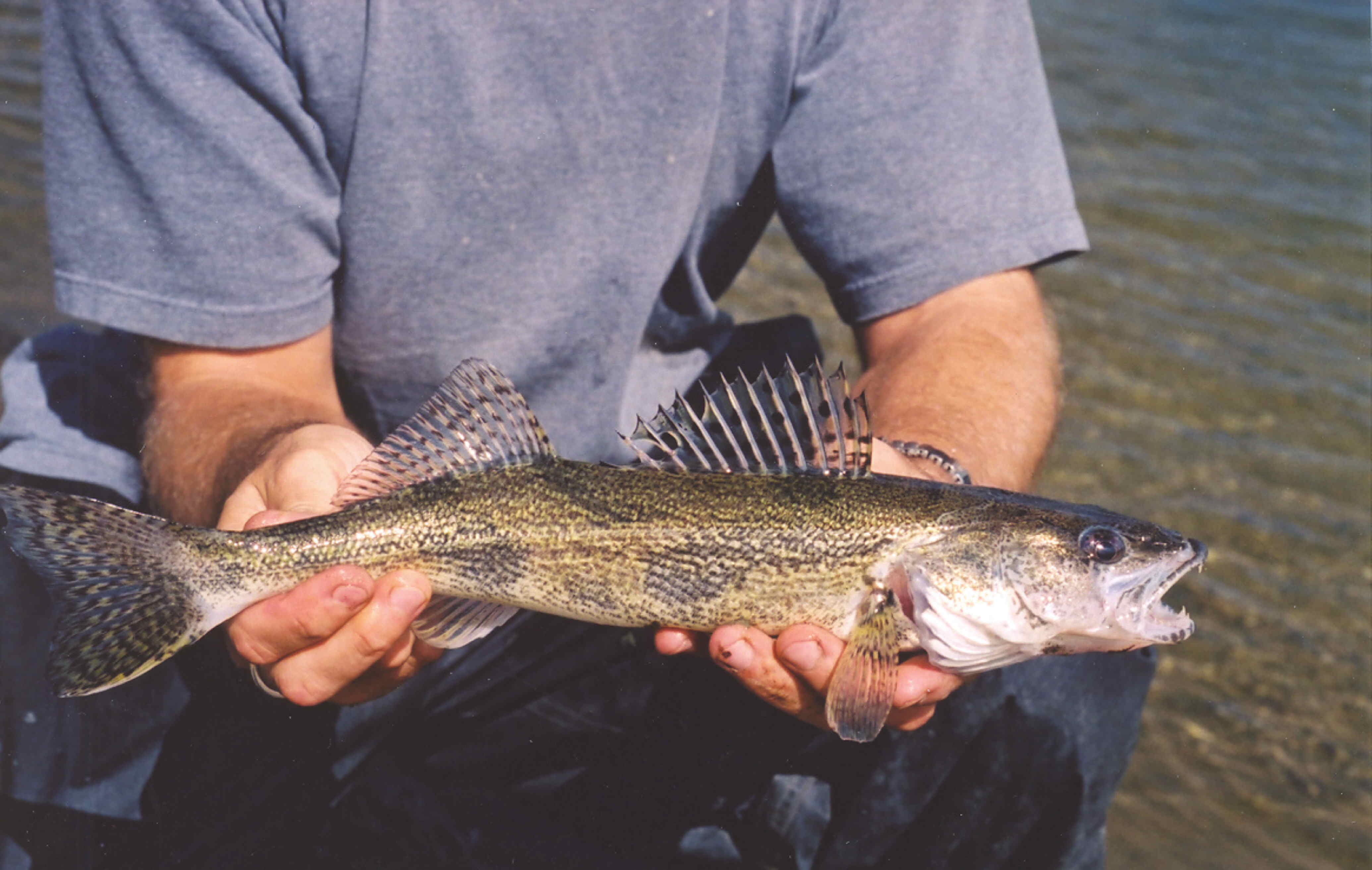 sauger North Saskatchewan River