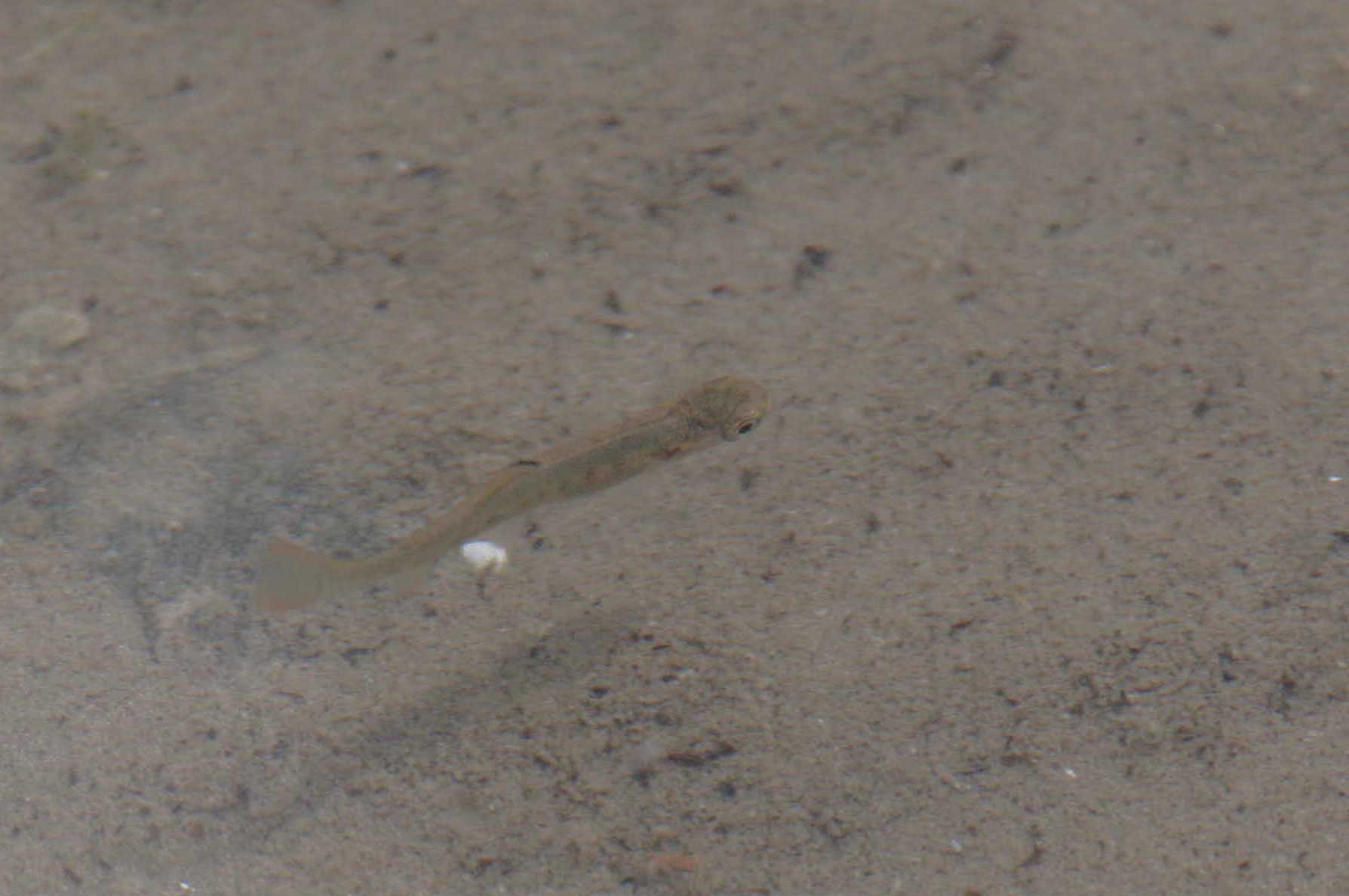 cuttroat fry