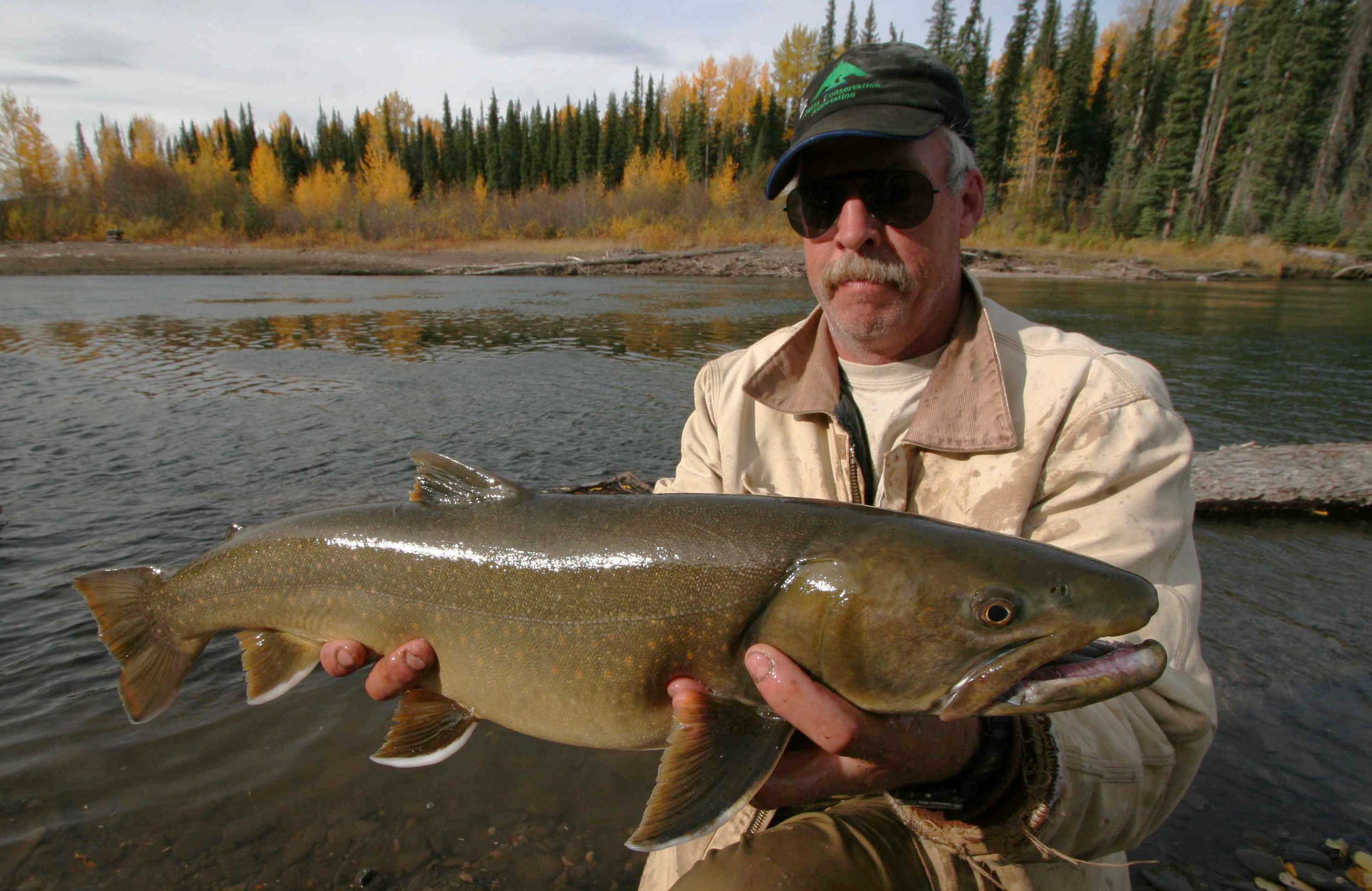 bull trout