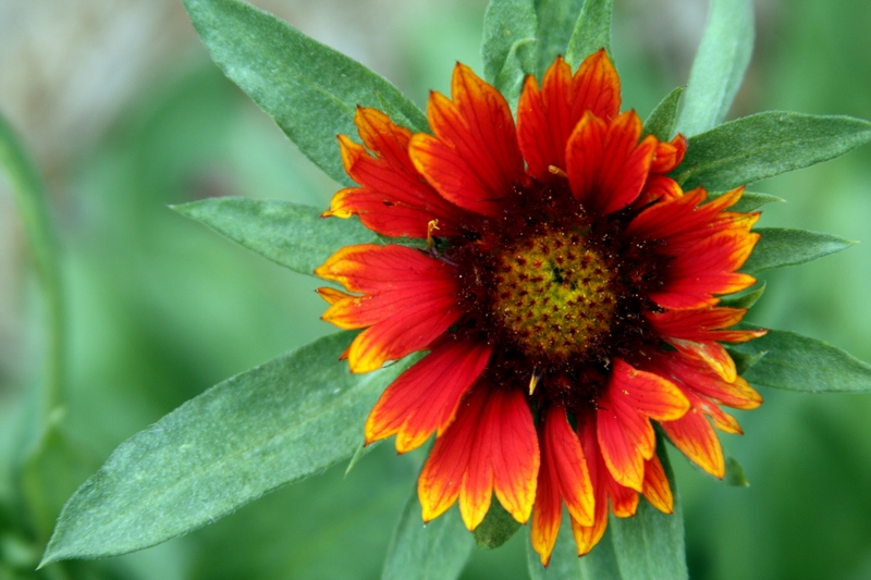 Gaillardia