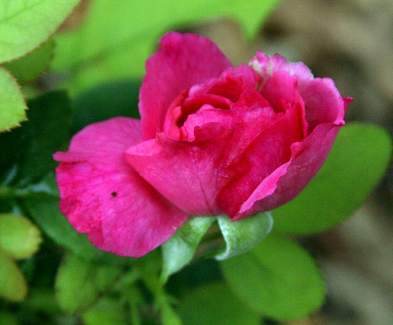 First bud of the summer, not doing well, Rosa William Shakespeare 2000