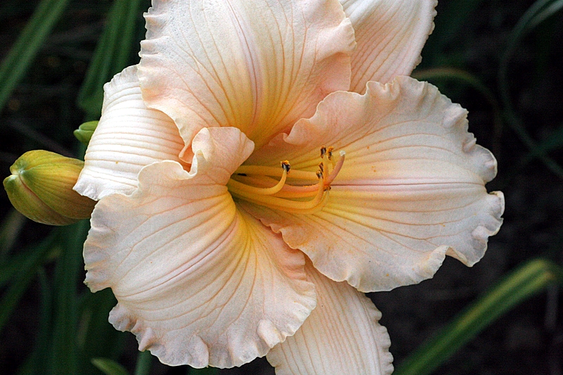 Daylily Big Smile