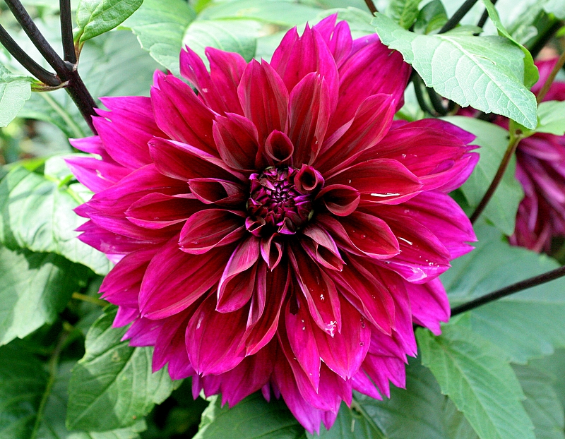 Dahlia