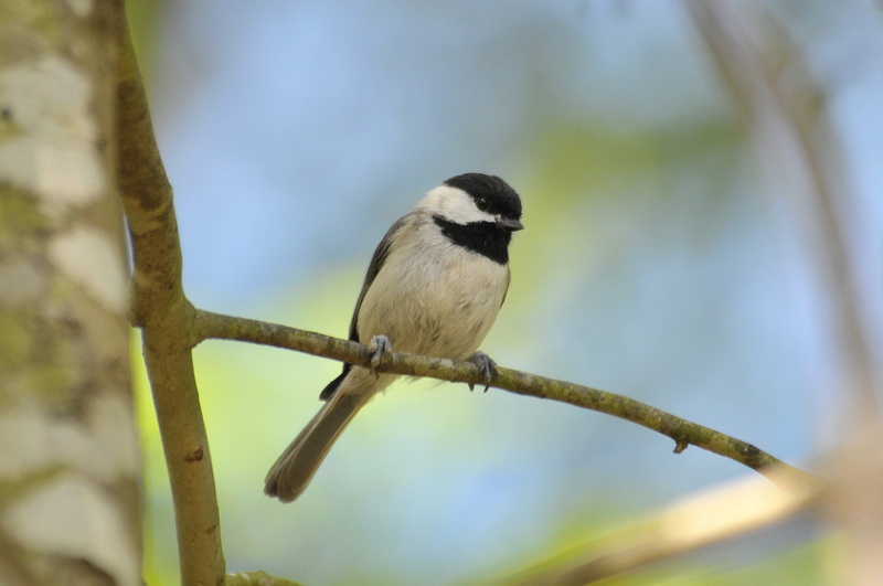 Carolina Chickadee