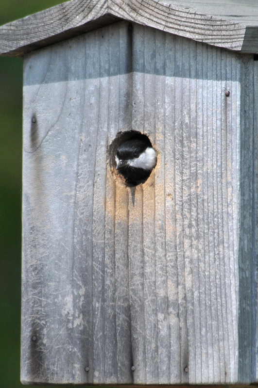Carolina Chickadee