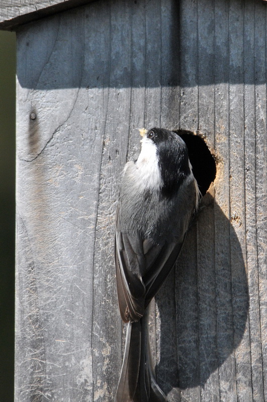Carolina Chickadee