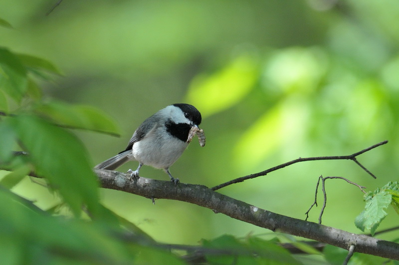 Carolina Chickadee