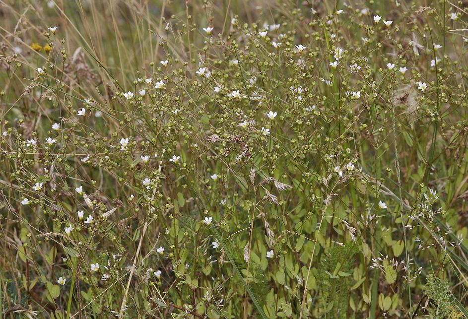 Linum catharticum.