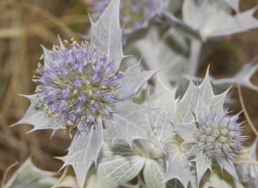 Eryngium maritimum flowerhead.