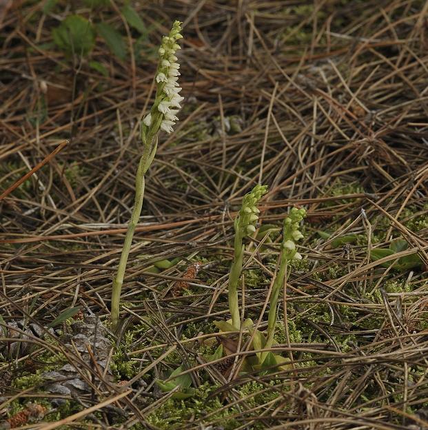 Goodyera repens.