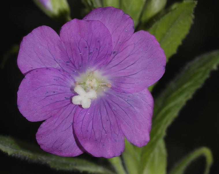 Epilobium hirsutum Close-up.