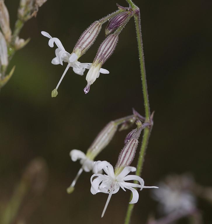 Silene nutans. Close up.