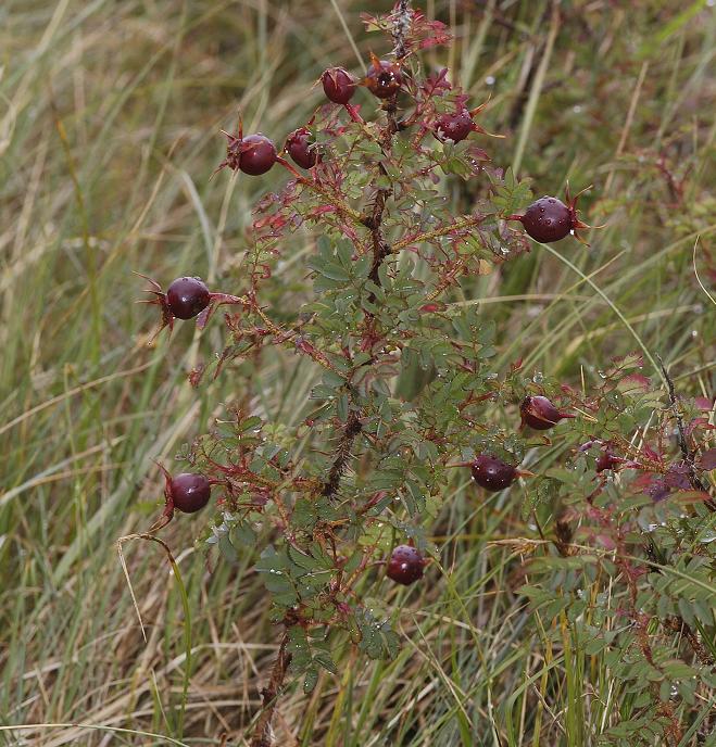 Rosa pimpinellifolia. Fruits.