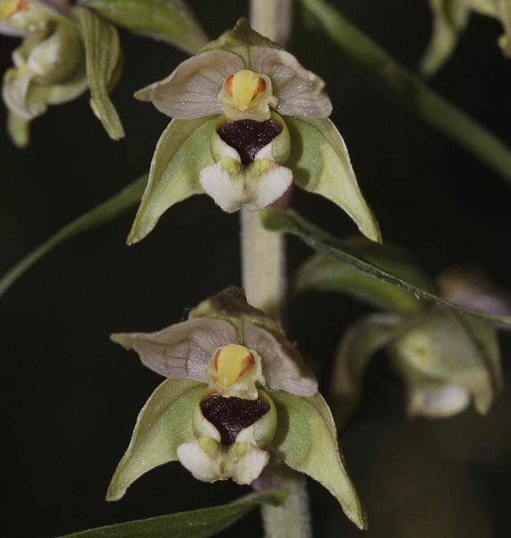 Epipactis helleborine.
