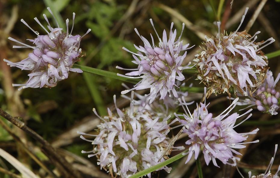 Jasione montana. Lilac form.