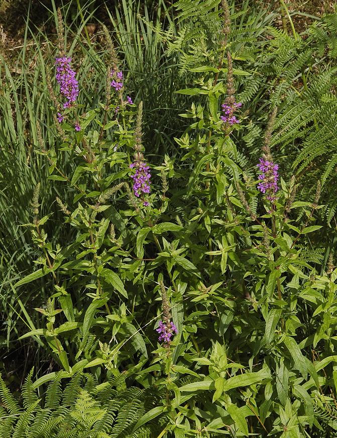 Lythrum salicaria.