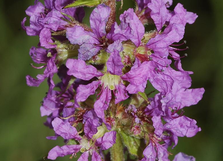 Lythrum salicaria. Close-up.