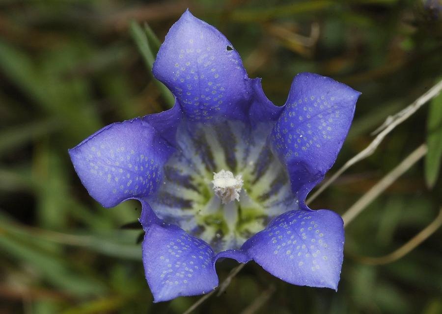 Gentiana pneumonanthe. Close-up.
