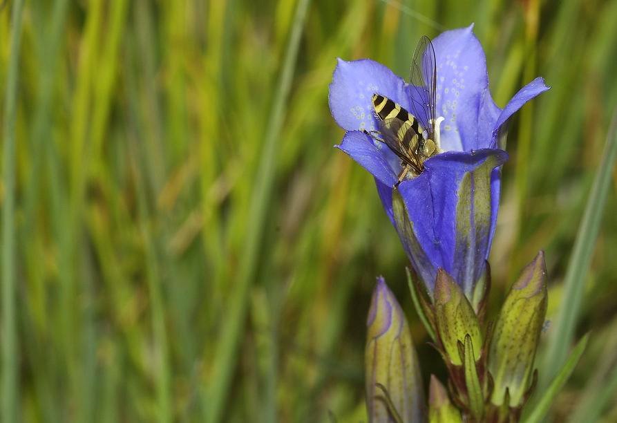 Gentiana pneumonanthe with hooverfly.