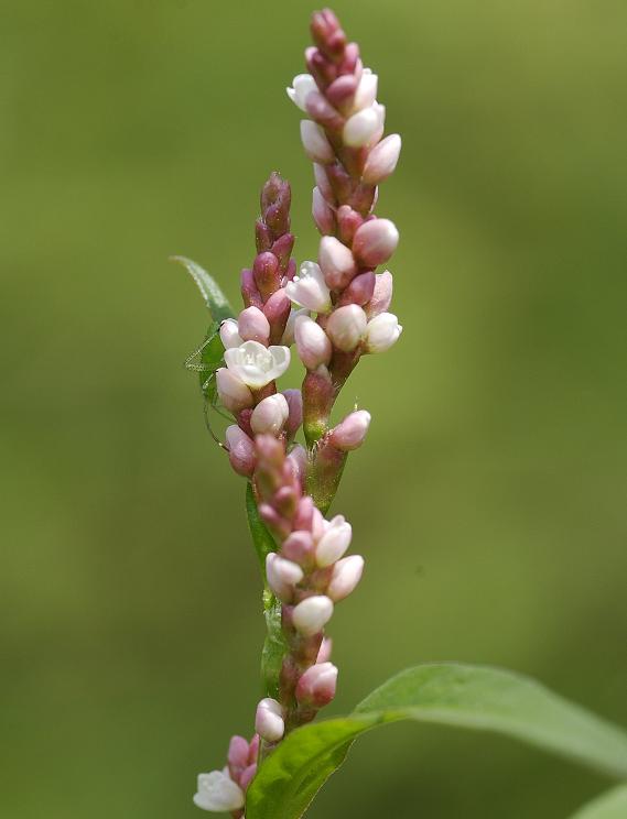 Persicaria maculosa. Flowers.
