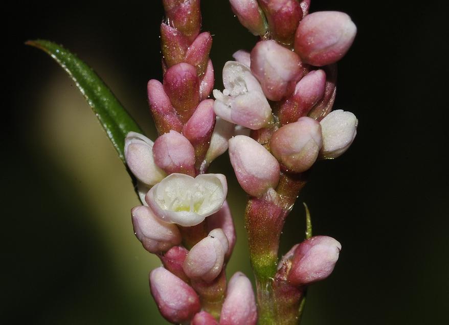 Persicaria maculosa. Flowers close-up.