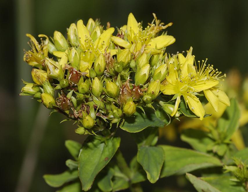 Hypericum tetrapterum. Close-up.