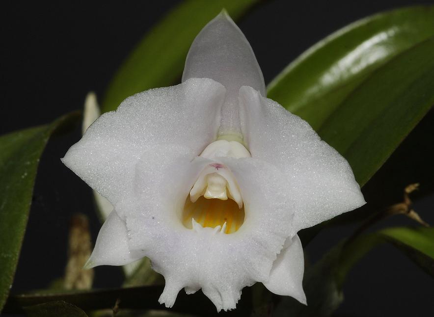 Cattleya alaori.