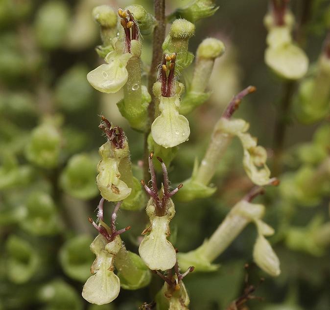 Teucrium scorodonia Close-up.