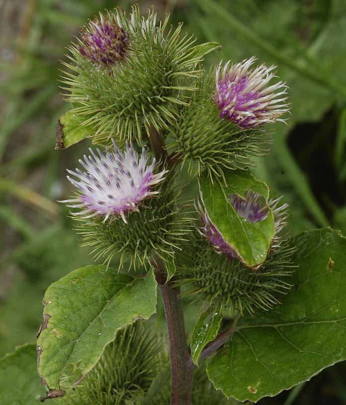 Arctium minus flowers. Close-up.