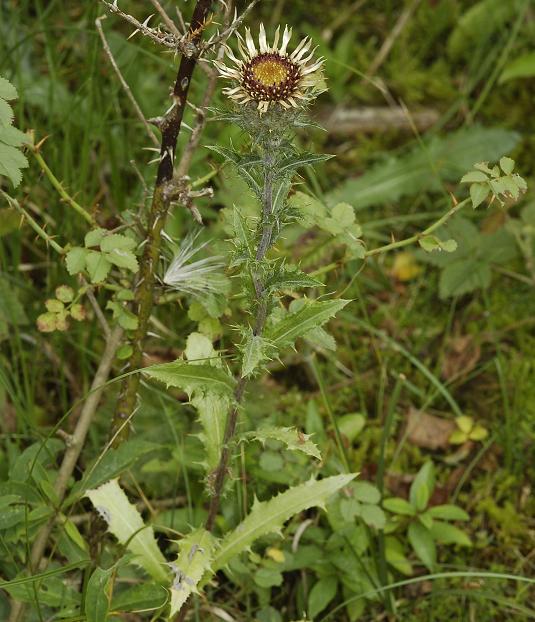 Carlina vulgaris.