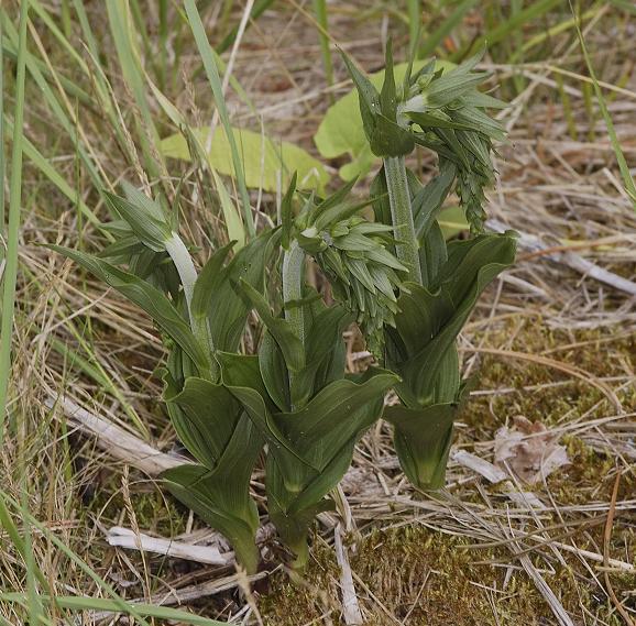 Plant emerging.