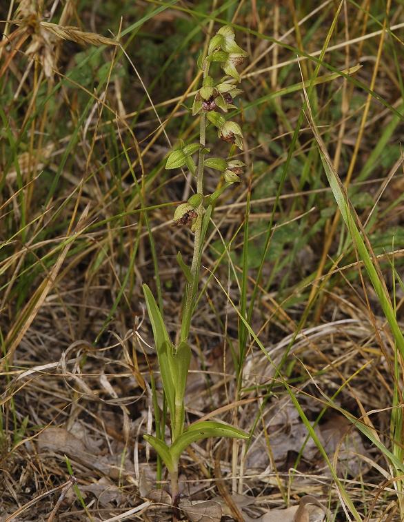 A very narrow leaved clone.