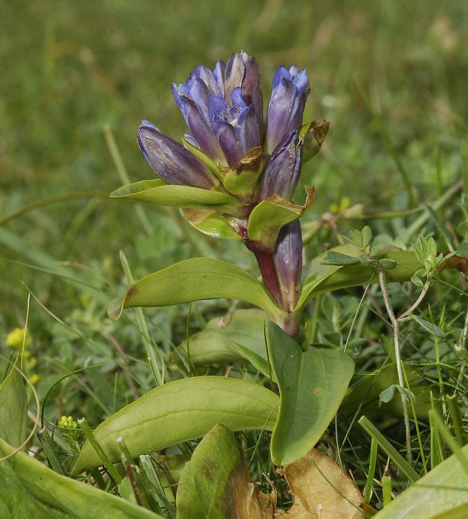 Gentiana cruciata.