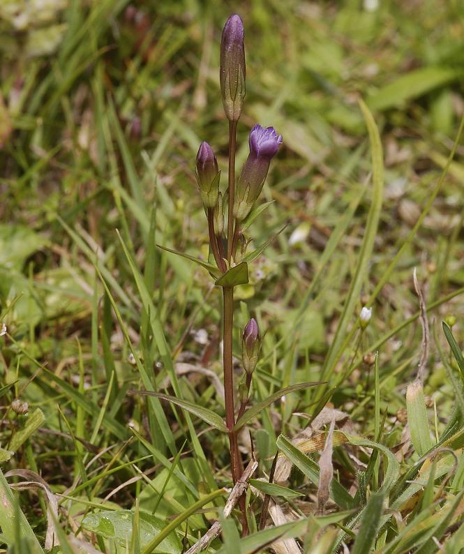 Gentianella amarella subsp. uliginosa.