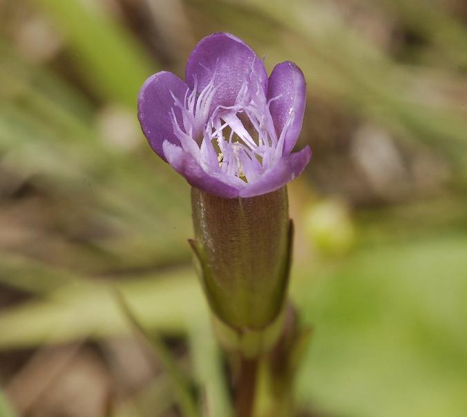 Gentianella amarella subsp. uliginosa. Close-up
