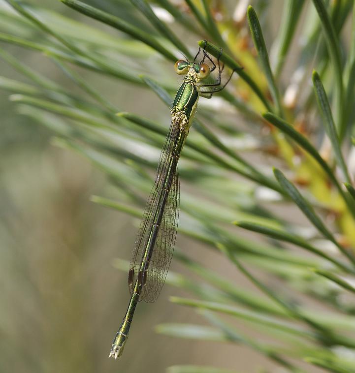 Lestes virens