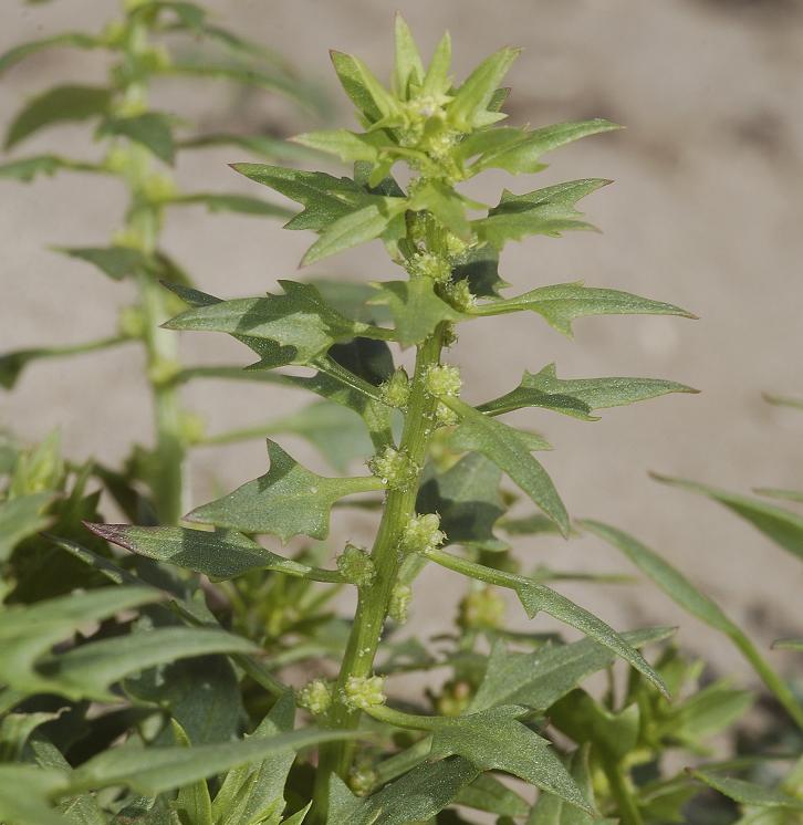 Chenopodium foliosum. Flowers.