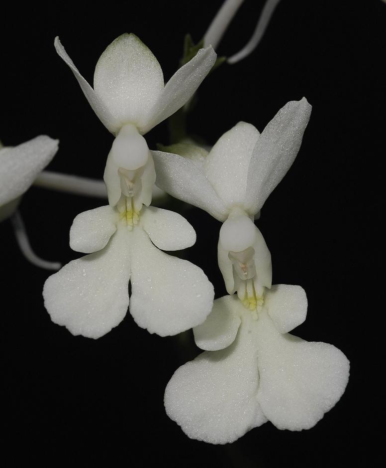 Calanthe judithiae (Flowers)