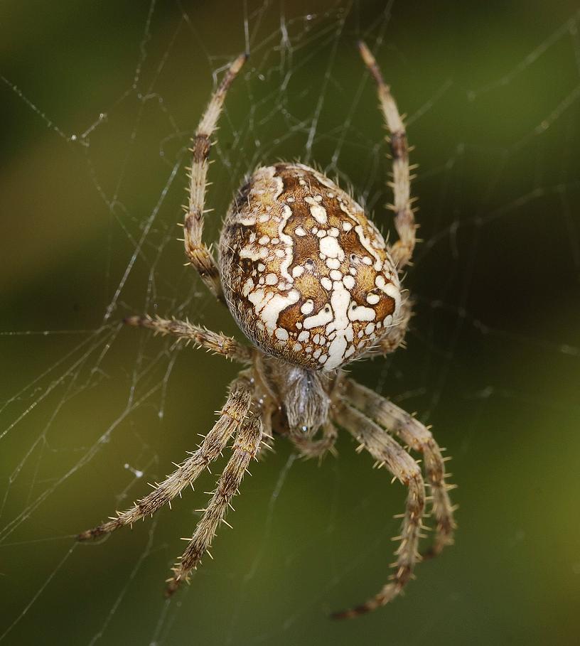 Araneus diadematus.