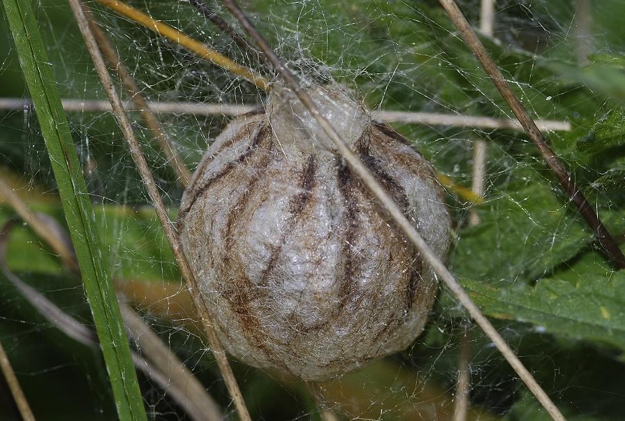 Argiope bruennichi. Egg cocoon.